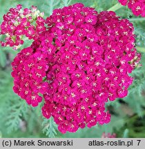 Achillea millefolium (hort.) (krwawnik pospolity (ogr.))