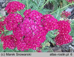Achillea millefolium (hort.) (krwawnik pospolity (ogr.))