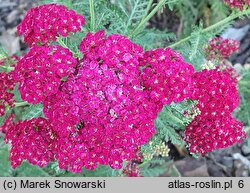 Achillea millefolium s.str. Red Velvet