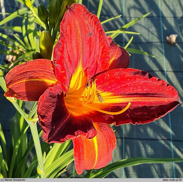 Hemerocallis ×hybrida Generał Stanisław Sosabowski