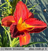Hemerocallis ×hybrida Generał Stanisław Sosabowski