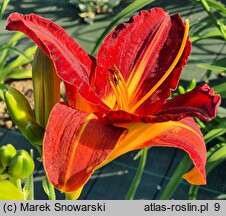 Hemerocallis ×hybrida Generał Stanisław Sosabowski