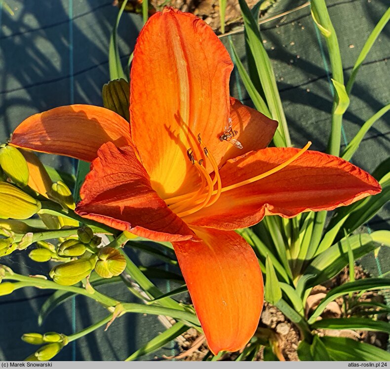 Hemerocallis ×hybrida Generał Stanisław Maczek