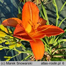 Hemerocallis ×hybrida Generał Stanisław Maczek