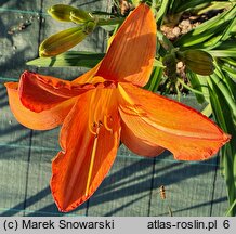Hemerocallis ×hybrida Generał Stanisław Maczek