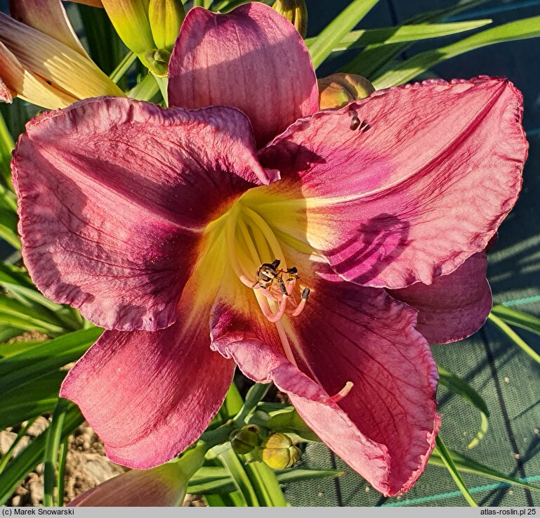 Hemerocallis ×hybrida Florian Albert