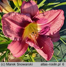 Hemerocallis ×hybrida Florian Albert