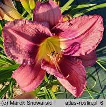 Hemerocallis Florian Albert