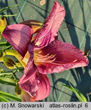 Hemerocallis ×hybrida Florian Albert