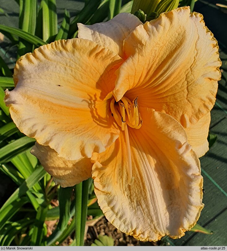 Hemerocallis ×hybrida Eryk