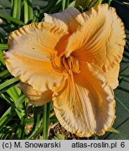 Hemerocallis ×hybrida Eryk
