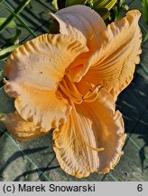 Hemerocallis ×hybrida Eryk