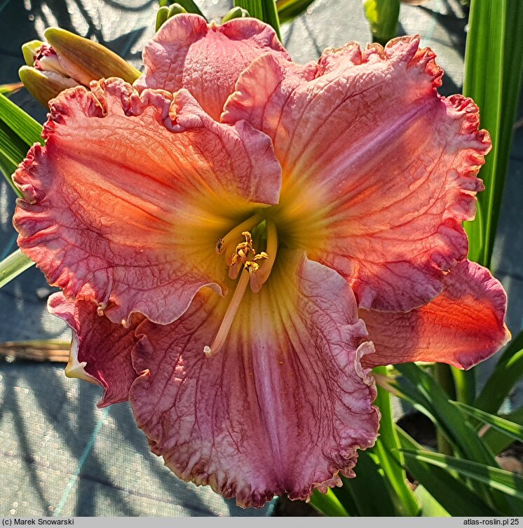 Hemerocallis ×hybrida Dekanat