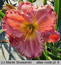 Hemerocallis ×hybrida Dekanat