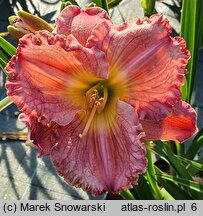 Hemerocallis Dekanat