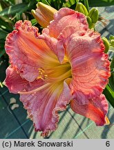 Hemerocallis ×hybrida Dekanat