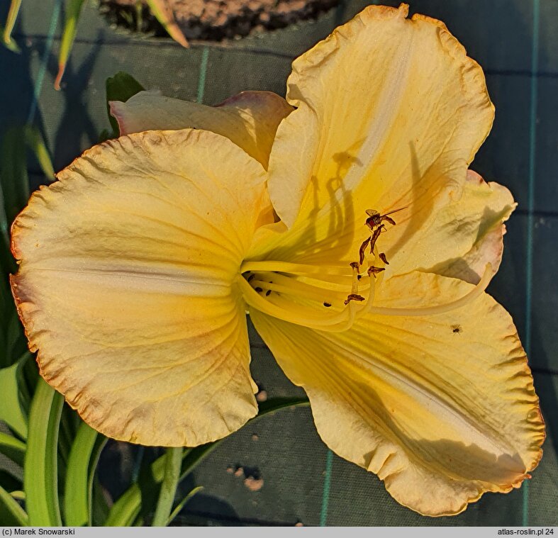 Hemerocallis ×hybrida Danae