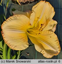 Hemerocallis ×hybrida Danae