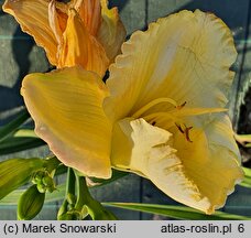 Hemerocallis ×hybrida Danae