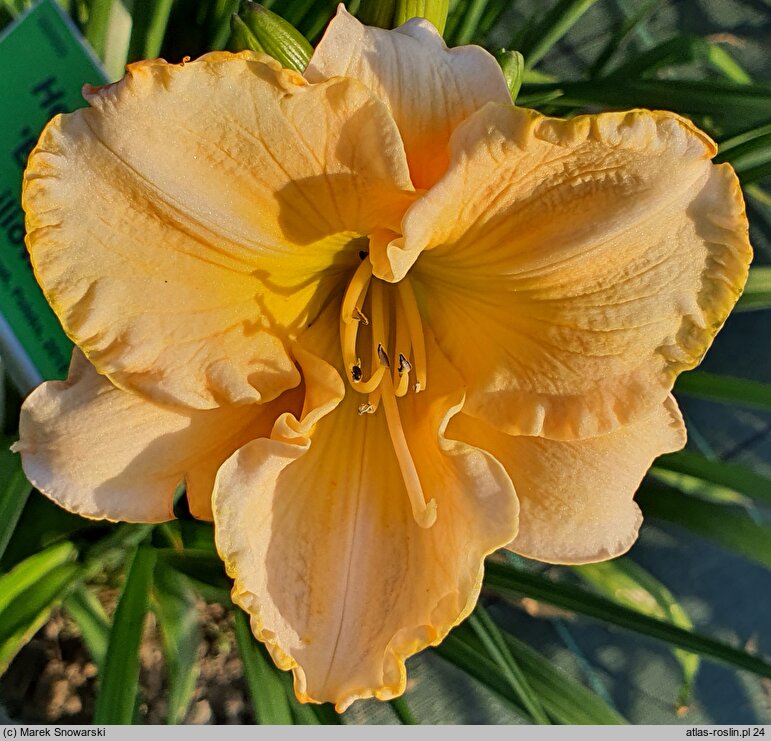 Hemerocallis ×hybrida Brygada