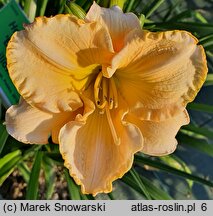 Hemerocallis ×hybrida Brygada