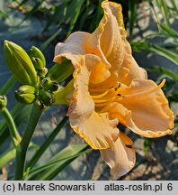 Hemerocallis ×hybrida Brygada