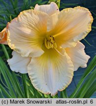Hemerocallis ×hybrida Brandys