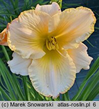 Hemerocallis Brandys