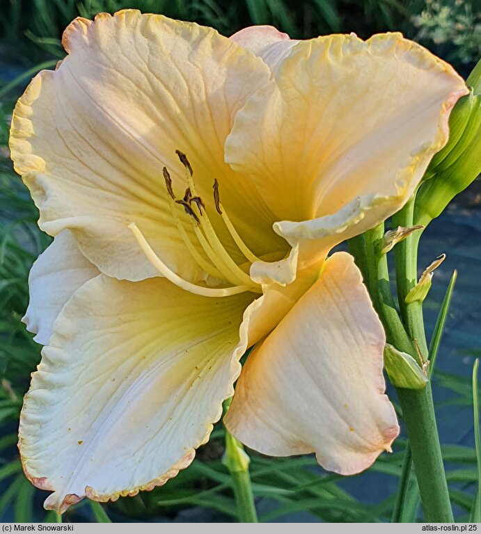 Hemerocallis ×hybrida Brandys