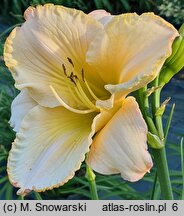 Hemerocallis ×hybrida Brandys
