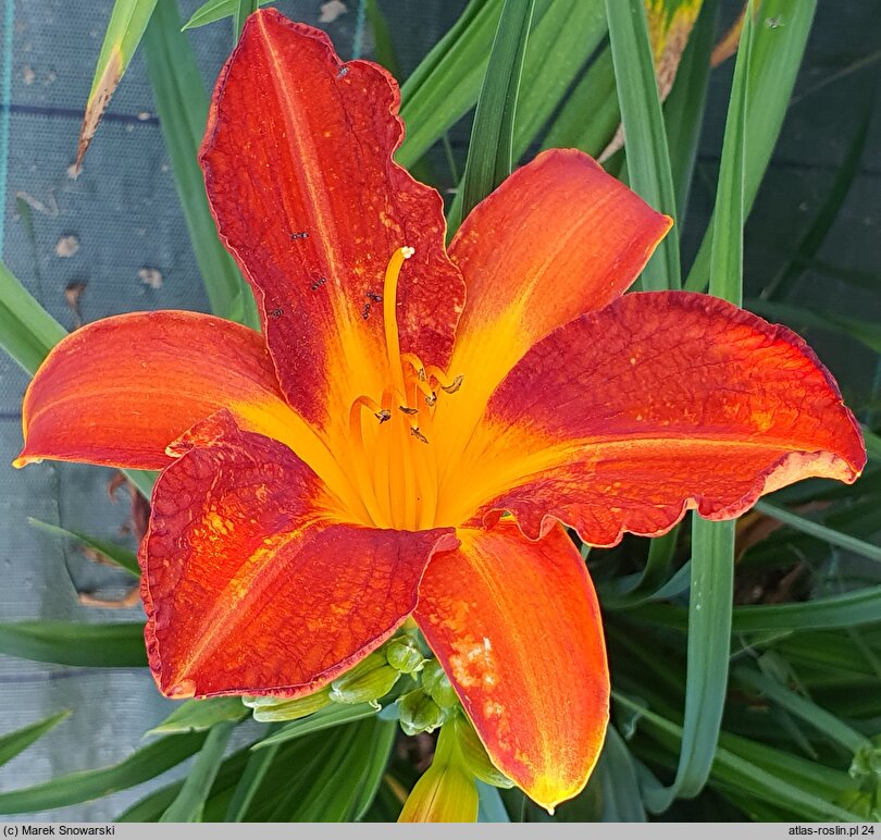 Hemerocallis ×hybrida Borodino