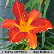 Hemerocallis ×hybrida Borodino