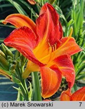 Hemerocallis ×hybrida Borodino