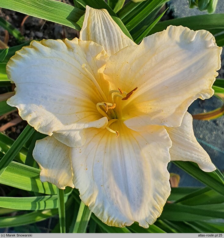 Hemerocallis ×hybrida Bolestraszyce
