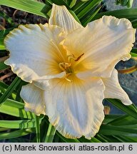 Hemerocallis ×hybrida Bolestraszyce