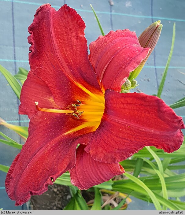 Hemerocallis Augustyn