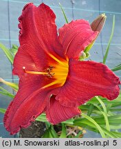 Hemerocallis Augustyn