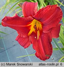 Hemerocallis ×hybrida Augustyn