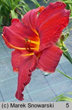 Hemerocallis Augustyn