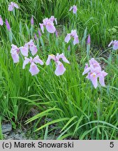 Iris ensata Rose Queen