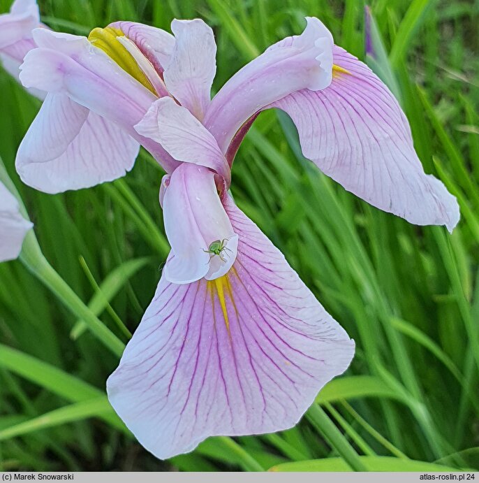 Iris ensata Rose Queen