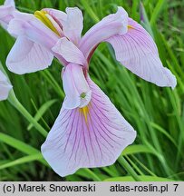 Iris ensata Rose Queen