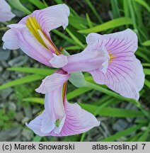 Iris ensata Rose Queen