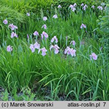 Iris ensata Rose Queen