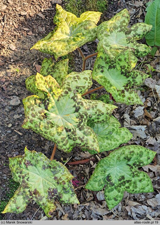 Podophyllum versipelle Spotty Dotty