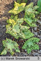 Podophyllum versipelle Spotty Dotty