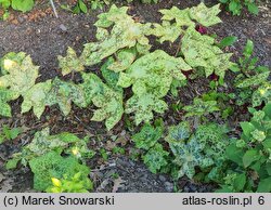 Podophyllum versipelle Spotty Dotty