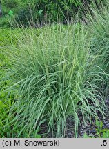 Molinia arundinacea s.str. Mostenveld
