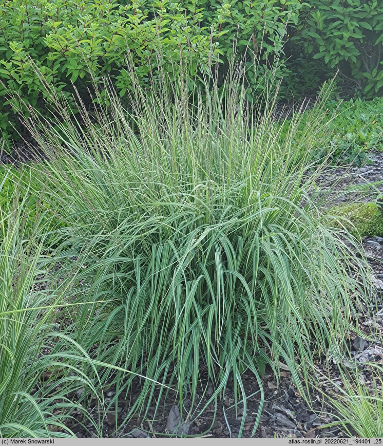 Molinia arundinacea s.str. Mostenveld