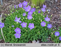 Campanula carpatica Perla Blue